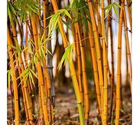 Luojuny Semilla de bambú, 1 Bolsa de Semillas de Plantas, Semillas de bambú Naranja Ligeras Ornamentales Naturales para jardín Naranja Semillas de bambú