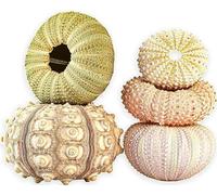 Maceta de Concha, 5 Unidades, Decorativa, Maceta Colgante de Aire, Erizo de mar, Concha, Planta Colgante no incluida, para Interior y Exterior, Techo, balcón, decoración de Pared