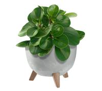 KADAX Maceta Decorativa de Plástico con Soporte Integrado, Macetero con Tres Patas de Imitación Madera para Interior y Exterior (Hormigón Gris, 24 cm)