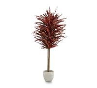 Maia Shop Eucalipto Preservado - Eucalipto Natural, Árbol Eucalipto Preservado Naranja Baby 150 cm con Hojas Secas, Decoración Hogar, Plantas Naturales Interior