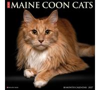 Willow Creek Press, Just Maine Coon Cats - Calendario de pared 2027