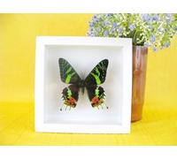 Mariposa del atardecer de Madagascar en vitrina de madera con marco