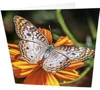 Maturi Tarjeta de felicitación de cumpleaños cuadrada en blanco con mariposas