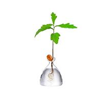 Maveite Jarrón de Cultivo de árbol de Bellota, Kit de Maceta de iniciación para brotar Semillas de Bellota, terrarios, macetas de Vidrio Decorativas, jarrones de propagación de jardinería, Regalos de