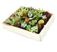 Mini suculentas, macetas de 3,5 cm - Caja de madera con 30 plantas