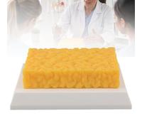 Modelo de grasa corporal de silicona, 1 o 5 lb, para fitness,1lb