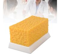 Modelo de grasa corporal de silicona, 1 o 5 lb, para fitness,5lb
