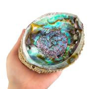 MUT22 Concha de Abulón Natural 12 a 13 cm para Quemar Palo Santo y Salvia Blanca