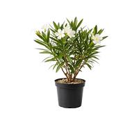 Myoshome - Adelfa Nerium Oleander Planta Natural en Maceta Flor Blanca, Arbusto Ornamental Exterior Resistente al Sol para Jardín Terraza Balcón Planta Viva Fácil Cuidado. Adelfa (Blanco)