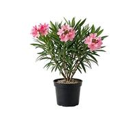 Myoshome - Adelfa Nerium Oleander Planta Natural en Maceta Flor Rosa, Arbusto Ornamental Exterior Resistente al Sol para Jardín Terraza Balcón Planta Viva Fácil Cuidado. Adelfa (Rosa)