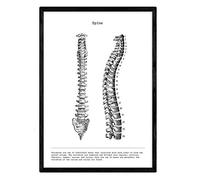 Nacnic - Lámina Anatomía Columna Vertebral en Blanco y Negro - Poster Nórdico Minimalista Biología, Medicina - Decoración Fisioterapeuta, Masajista