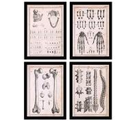 Nacnic Set de 4 Pósters de Anatomía Humana. Columna vertebral, Manos y Mandíbula. Ilustraciones de Biología y Medicina en Estilo Vintage. Decoración de Interiores. A4 sin marco.