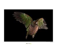National Geographic Komar WB-NG-007-50x40 - Cuadro de pared (50 x 40 cm, sin marco)