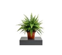 Nephrolepis Exaltata Helecho Espada para Cocina Luminosa DECOALIVE | Maceta 14 cm de Diámetro | Altura 35 cm