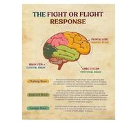 Nervous System Regulation Poster Brain Trauma Response Chart