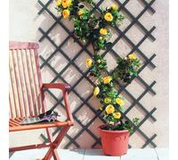 Nortene | Celosia Extensible Pvc Trelliflex Antracita | Decoración Para Terraza Y Jardín | Ideal Para Ambientes Elegantes | Diseño Decorativo Dark gray 1x2m