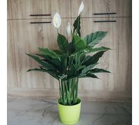 Nortene | Planta Artificial Vela Del Viento 105 Cm Nortene | Plantas Artificiales Realistas | Decoración Para Hogar Y Oficina | Planta Artificial Grande | Perfecta Para Ambientes Modernos