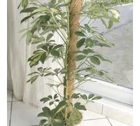 Nortene Tutor Coco Resistente para Plantas y Huerto Exterior 1.7 M