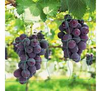 OFFCUP Red de Enrejado Jardín, Malla para Plantas Trepadoras con 50 Bridas para Cables, Malla Entutorar Pepino, Plantas Trepadoras Red de para Pepinos, Tomates, Verdura, Frutas, Flores (2m*3m)