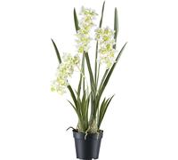 Orquídea Cymbidium orientalis maceta de plástico
