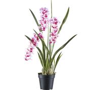 Orquídea Cymbidium orientalis maceta de plástico