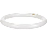 Osram Lumilux - Casquillo para lámpara fluorescente, L 32W/ 840, blanco frío, circular, 2100 lm, 9000 h