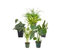 Pack 6 Plantas de Interior para Rincones DECOALIVE | Helecho Espárrago, Scindapsus Trebie, Tronco de Brasil, Lengua de Suegra, Palma Areca y Monstera Deliciosa