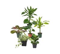 Pack 6 Plantas Decorativas para Esquinas del Salón DECOALIVE | Dracaena Steudneri, Maranta Tricolor, Monstera Deliciosa, Tronco de Brasil, Hedera Variegata y Ficus Bambino