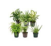 Pack 6 Plantas: Estudio y Zona de Trabajo DECOALIVE | Monstera Adansonii, Nephrolepis Exaltata, Dieffenbachia Camilla, Culantrillo, Asparagus Setaceus y Aloe Vera