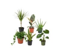 Pack 6 Plantas Naturales DECOALIVE: Contraste de Hojas | Drácena, Ficus Tineke, Aloe Vera, Hedera Verde, Lengua de Suegra y Monstera Deliciosa
