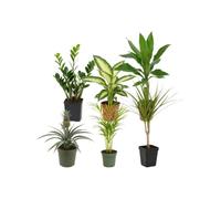 Pack 6 Plantas Naturales: Oficina y Despacho DECOALIVE | Zamioculca, Dieffenbachia Camilla, Dracaena Steudneri, Ananas Comosus, Palma Areca y Drácena