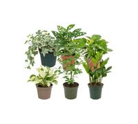 Pack 6 Plantas Naturales para Amantes con Experiencia DECOALIVE | Hedera Variegata, Monstera Adansonii, Poto Verde, Epipremnum Leaf, Schefflera Nora y Zamioculca