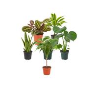 Pack 6 Plantas Naturales para Cocinas DECOALIVE | Maranta Tricolor, Tronco de Brasil, Lengua de Suegra, Poto Verde, Monstera Deliciosa y Drácena