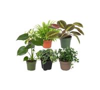 Pack 6 Plantas Vivas para Hogares con Plantas DECOALIVE | Epipremnum Leaf, Nephrolepis Exaltata, Maranta Tricolor, Monstera Deliciosa, Scindapsus Argyraeus y Hedera Verde