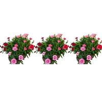 Pack de 3 plantas Clavel Variado, 15-20 cm. Dianthus caryophyllus. Flores coloridas y fragantes, ideales para jardines y arreglos florales. Segura Garden.