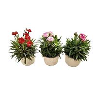 Pack de 3 Plantas de Clavel Plantas Naturales para Terraza y Jardín