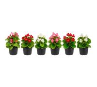 Pack de 6 Plantas Begonia Semperflorens Begonia de Cera DECOALIVE | Maceta 10 cm, 15-20 cm de altura, Planta Viva, Terraza Protegida