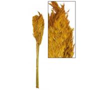 Pampas mostaza 75 cm