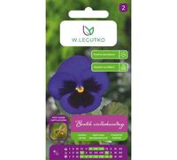 Pansy «Alpensee», «Thunersee» azul con una mancha