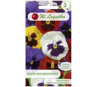 Pansy grande mezcla