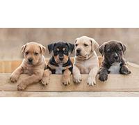 Photoprints Sweet home Jerry Fabrics Perrito Toalla de Ducha Baño 70 X 140CM 2020