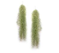 PLANDAIRE - Plantas de Aire Naturales Tillandsia Natural Usneoides - Clavel del Aire Musgo Español - Planta Aerea Natural Barba de Viejo - Plantas Colgantes - Planta de Interior (2, 50-60 cm)