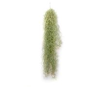 PLANDAIRE - Plantas de Aire Naturales Tillandsia Natural Usneoides - Clavel del Aire - Planta Aerea Natural Barba de Viejo - Plantas Colgantes - Plantas de exterior - Planta de Interior (1, 20-30 cm)