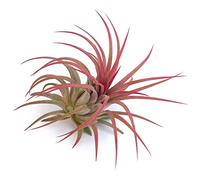 PLANDAIRE - Tillandsia Ionantha Roja - Plantas de Aire Color Rojo - Clavel del Aire - Plantas Naturales Interior Resistentes - Tillandsias Naturales Planta Aerea (1)