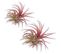 PLANDAIRE - Tillandsia Ionantha Roja - Plantas de Aire Naturales Color Rojo - Clavel del Aire - Plantas Naturales Interior Resistentes - Tillandsias Naturales - Planta Aerea (2)