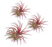 PLANDAIRE - Tillandsia Ionantha Roja - Plantas de Aire Naturales Color Rojo - Clavel del Aire - Plantas Naturales Interior Resistentes - Tillandsias Naturales - Planta Aerea (3)