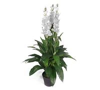 Planta Artificial de orquídea de Cymbidium de Hoja de 100 cm, diseño de Maceta, Color Blanco