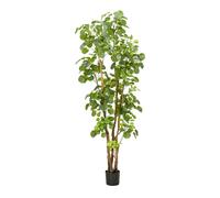 Planta Artificial Decorativa árbol Aralia - Misterwils Furniture For Free Souls 35x165x35 Natural 165x35x35