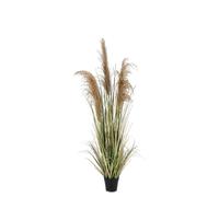 Planta Austorderia Pampas C-Pot H145