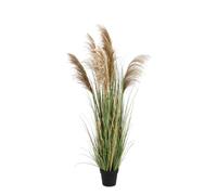 Planta Austorderia Pampas C-Pot H170